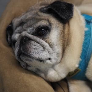 Allister - Shop Sleeper