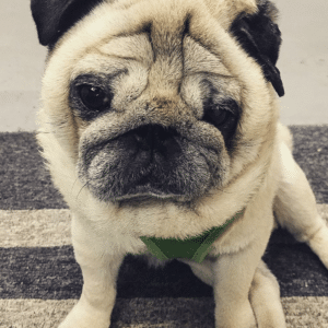 Boscoe - Shop Headbutter